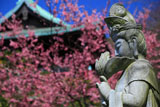 大船観音寺 平和観音と河津桜