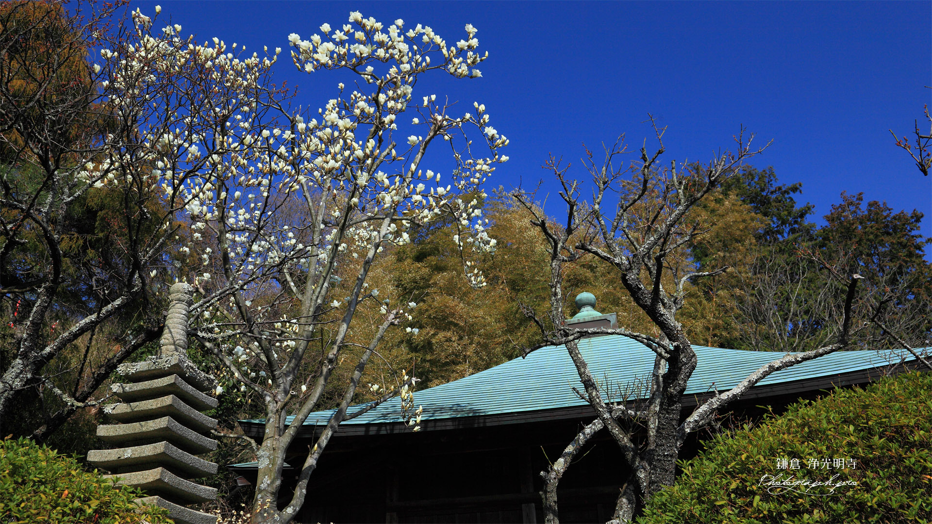鎌倉浄光明寺 ハクモクレンと不動堂