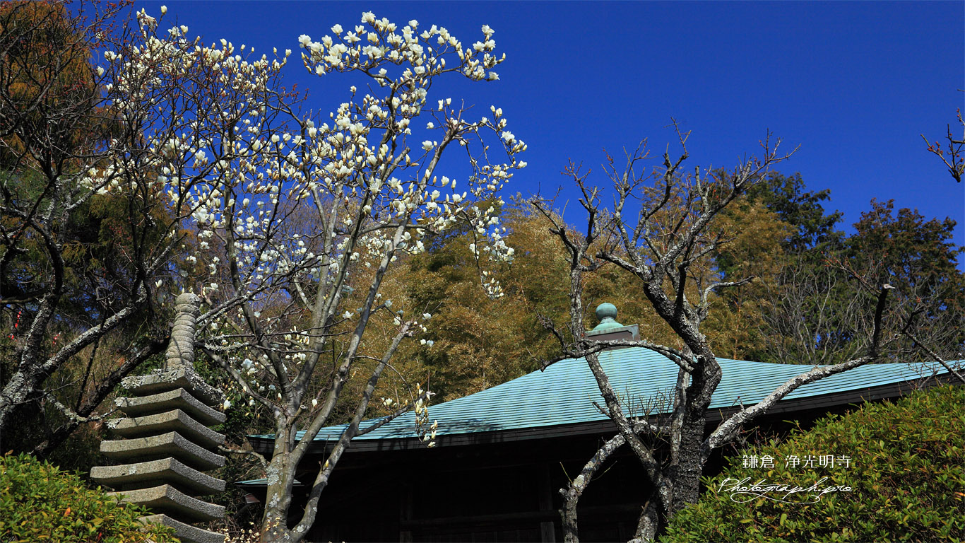 鎌倉浄光明寺 ハクモクレンと不動堂 壁紙