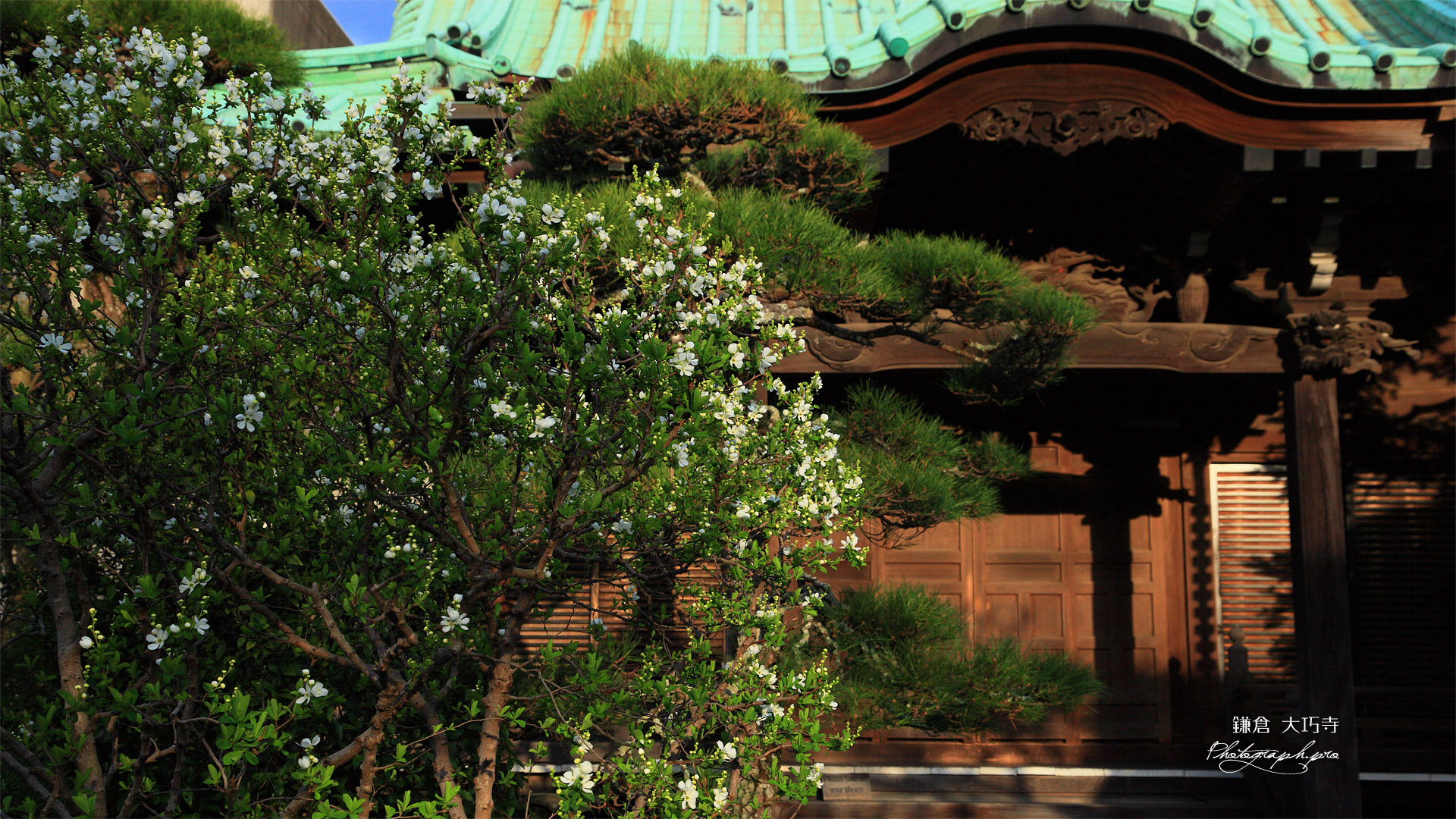 鎌倉大巧寺 リキュウバイと本堂