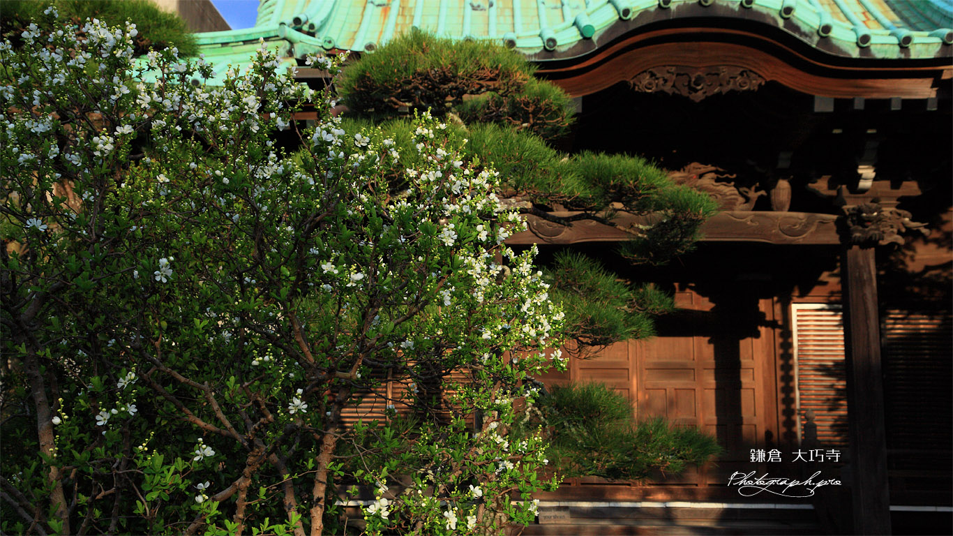 鎌倉大巧寺 リキュウバイと本堂 壁紙