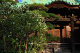 鎌倉大巧寺 リキュウバイと本堂