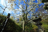 鎌倉長谷寺のハクモクレンと竹樋