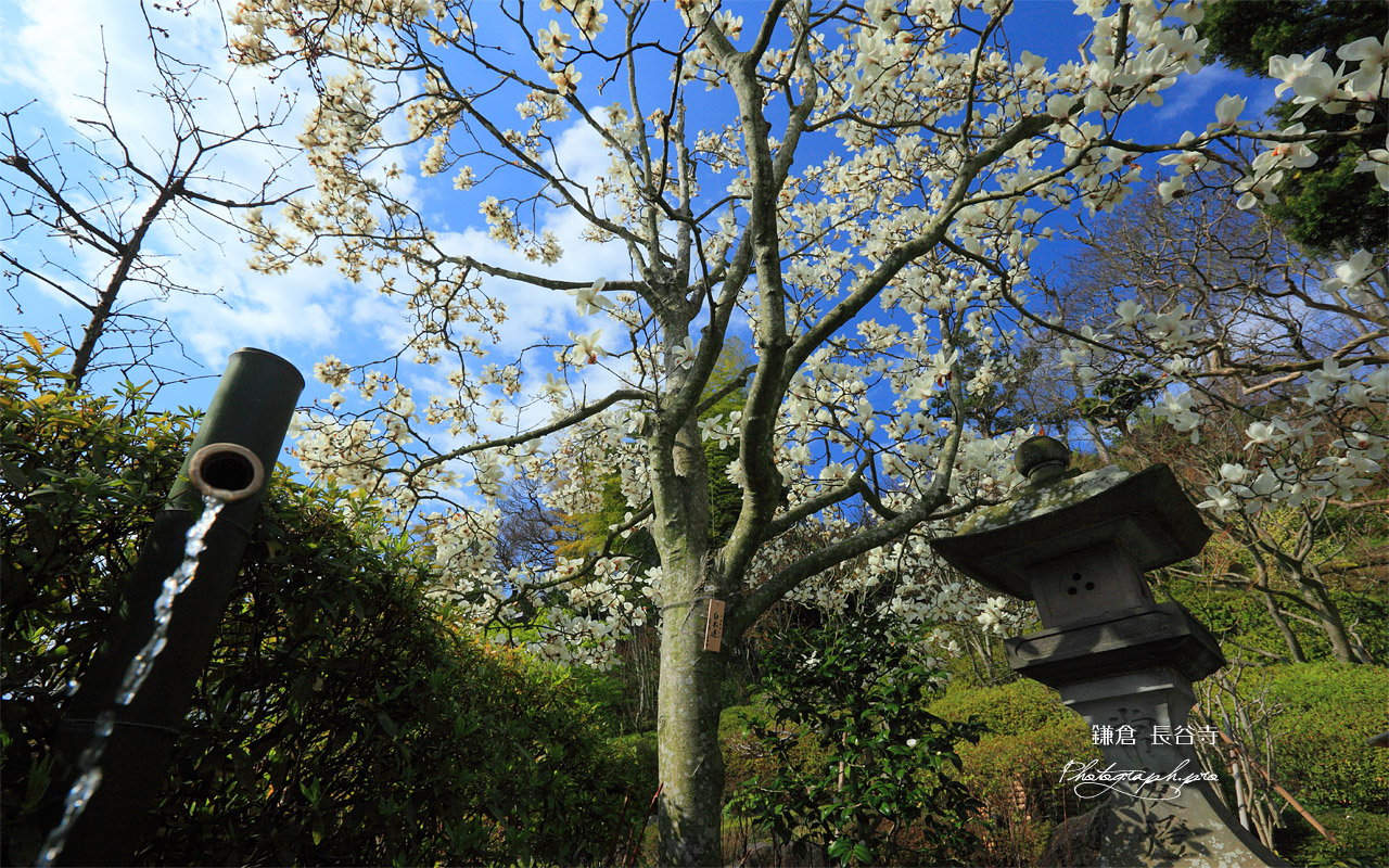 鎌倉長谷寺のハクモクレンと竹樋 壁紙