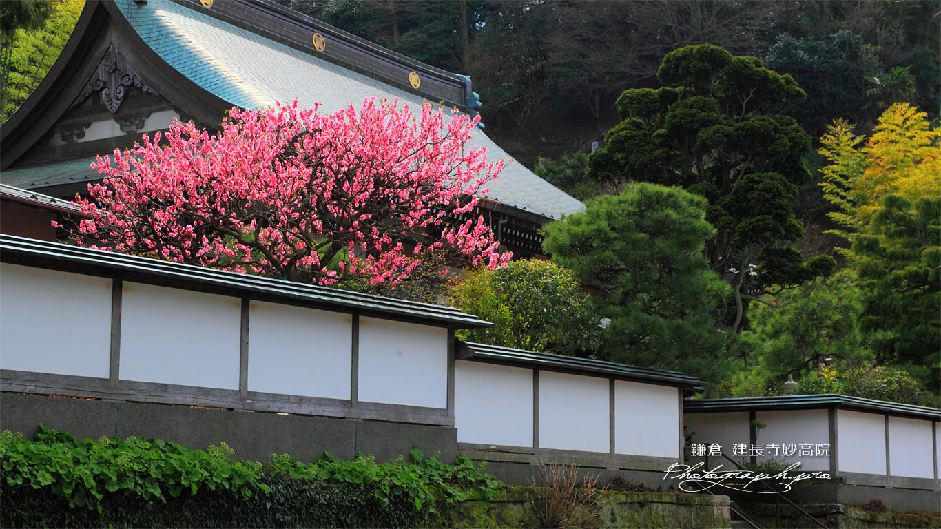 建長寺妙高院のハナモモ 壁紙