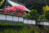 建長寺妙高院のハナモモ