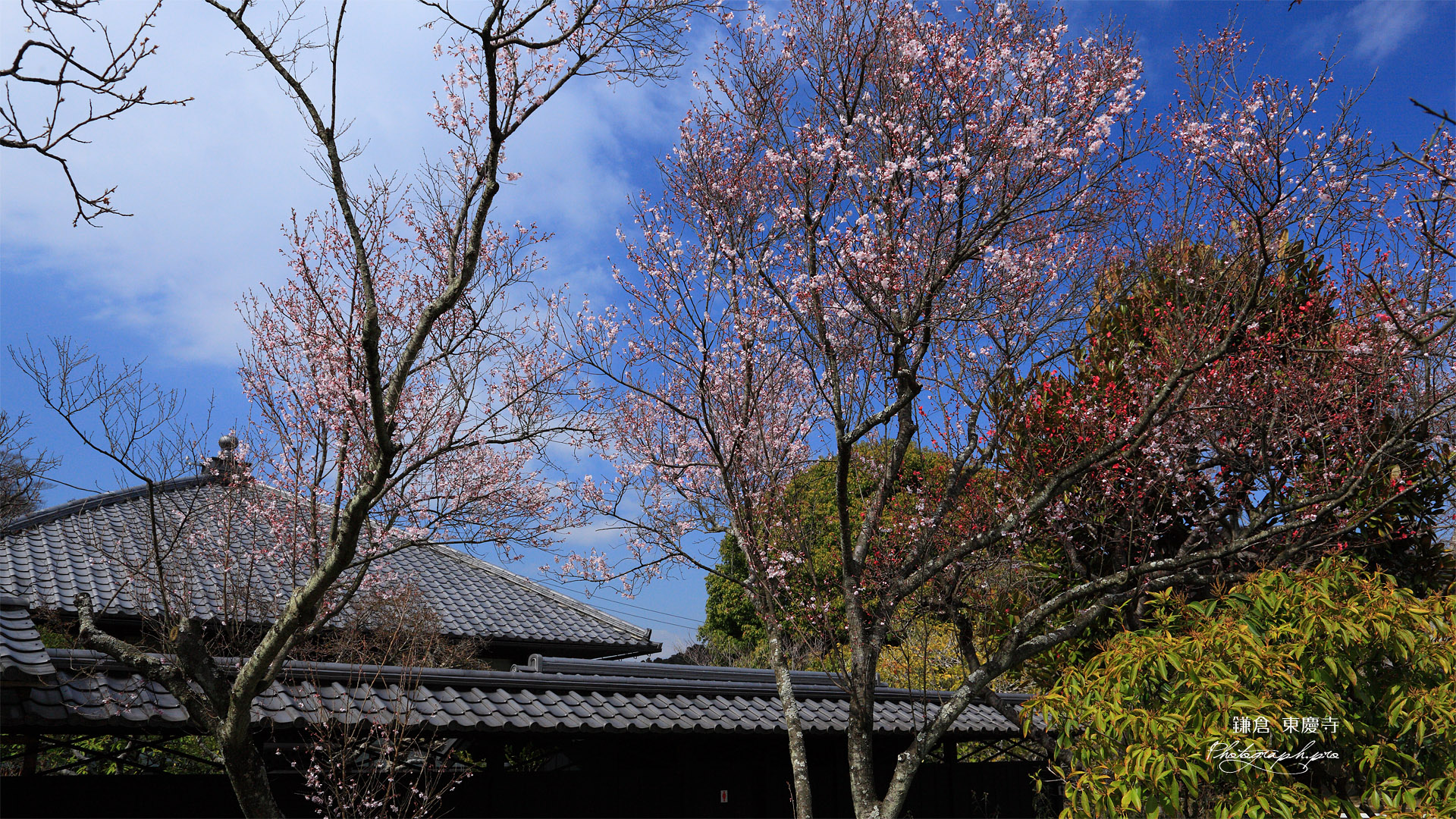 東慶寺 彼岸桜と庫裏