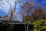 東慶寺 彼岸桜と庫裏