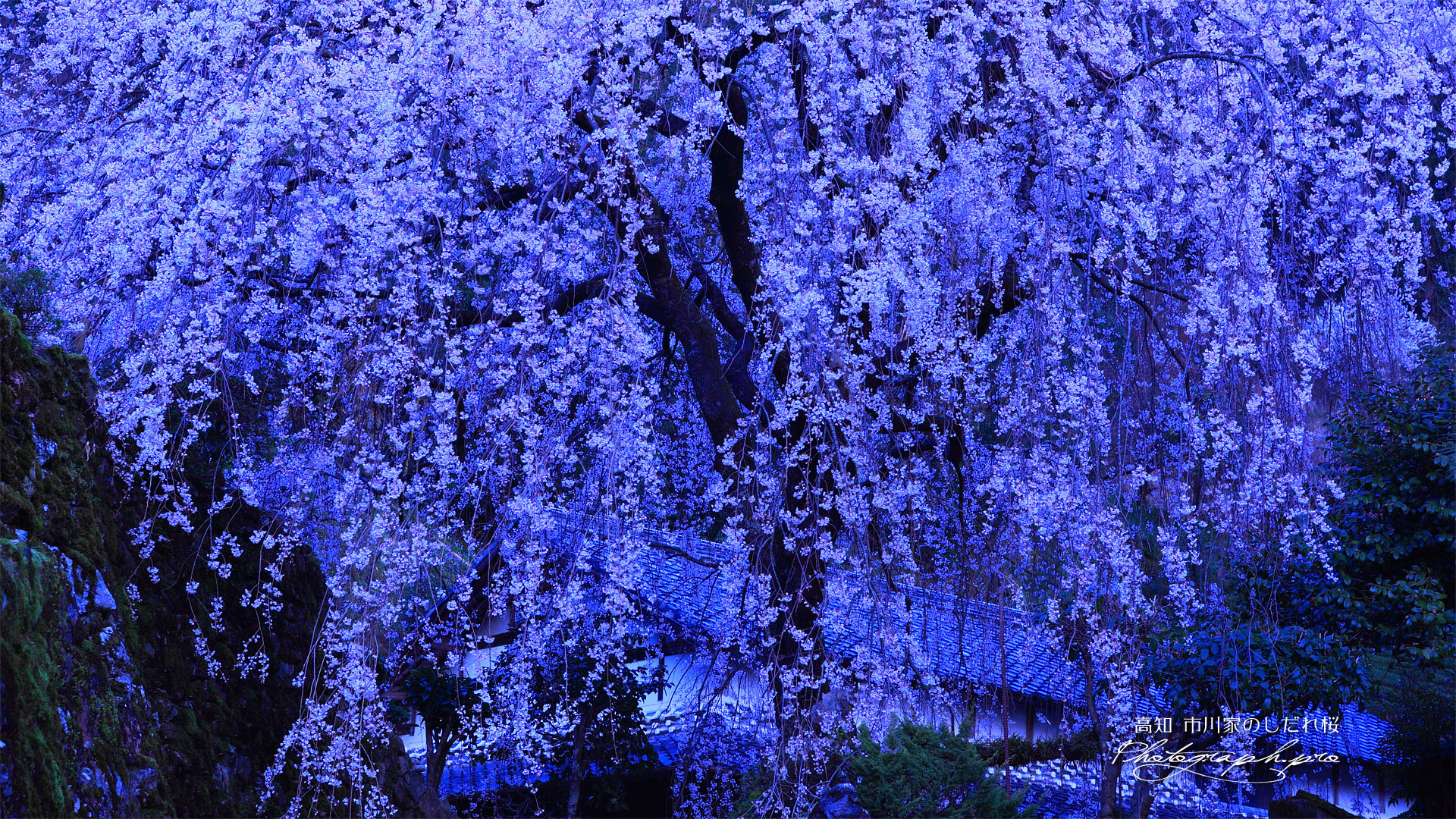 朝ぼらけの市川家のしだれ桜
