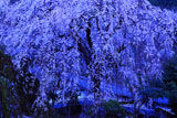 朝ぼらけの市川家のしだれ桜