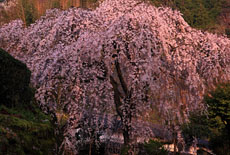 市川家のしだれ桜