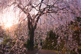 朝陽を浴びた市川家のしだれ桜