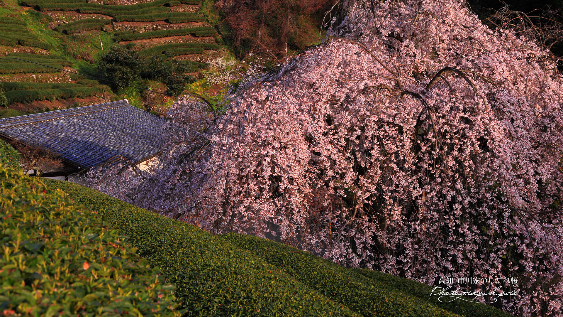 土佐茶と市川家のしだれ桜