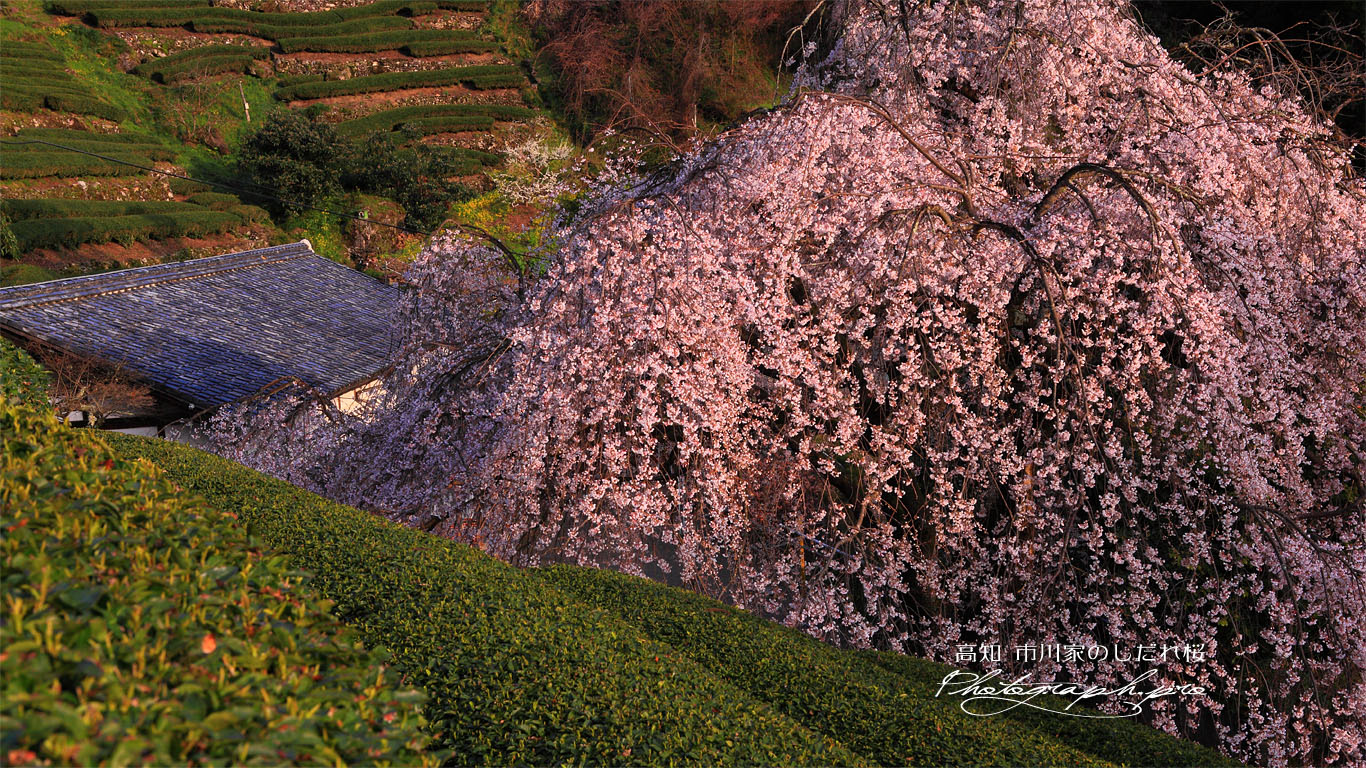 土佐茶と市川家のしだれ桜 壁紙
