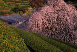 土佐茶と市川家のしだれ桜