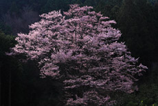 舟野のひょうたん桜