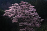 舟野のひょうたん桜