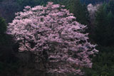 杉林を背景に咲く舟野のひょうたん桜