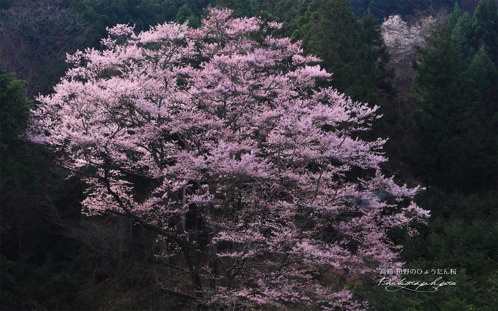 杉林を背景に咲く舟野のひょうたん桜