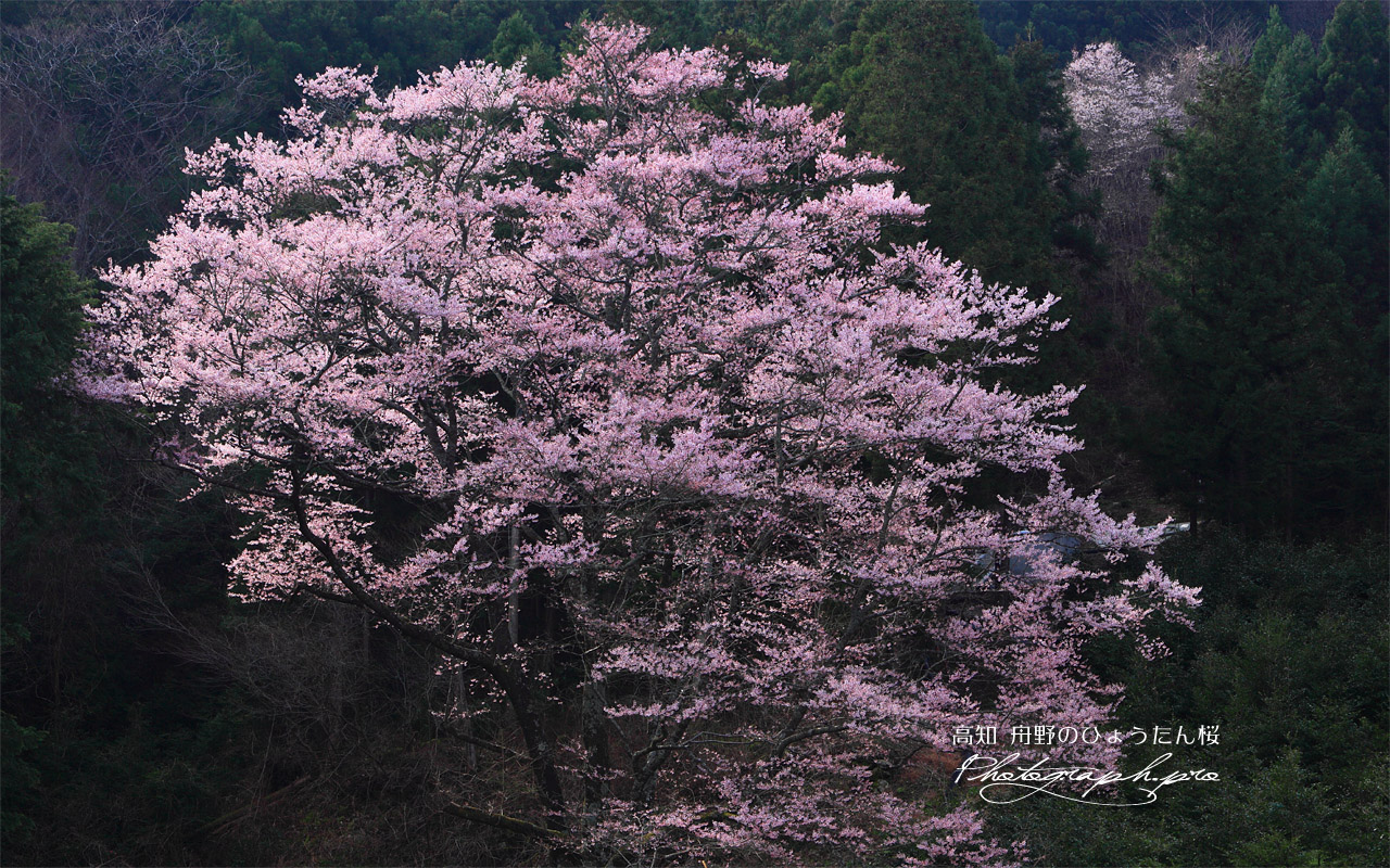 杉林を背景に咲く舟野のひょうたん桜 壁紙
