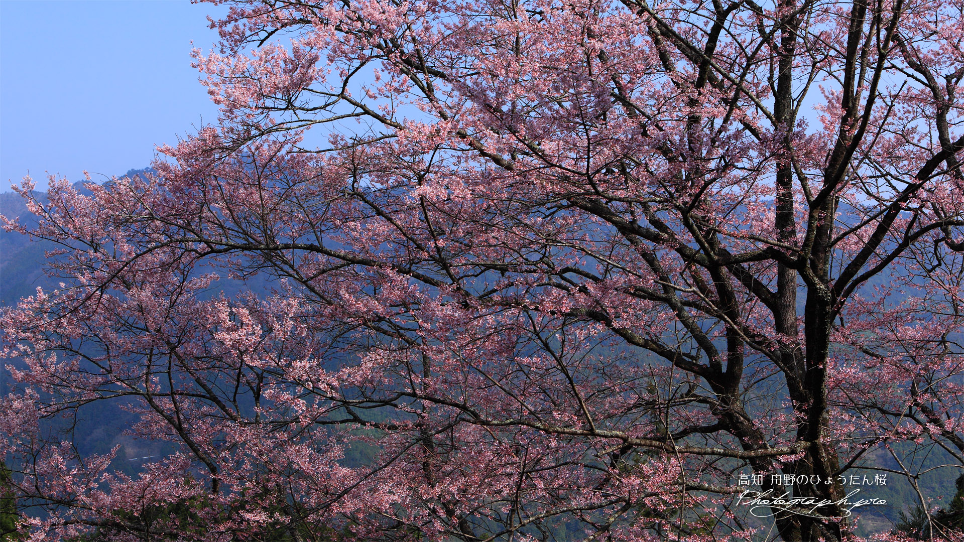 舟野ひょうたん桜