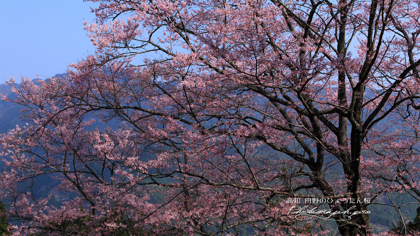 舟野ひょうたん桜 壁紙