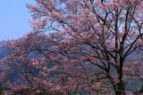 舟野ひょうたん桜