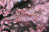 舟野ひょうたん桜 瓢箪の形をした蕾