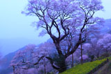 ひょうたん桜が黄砂で真っ白