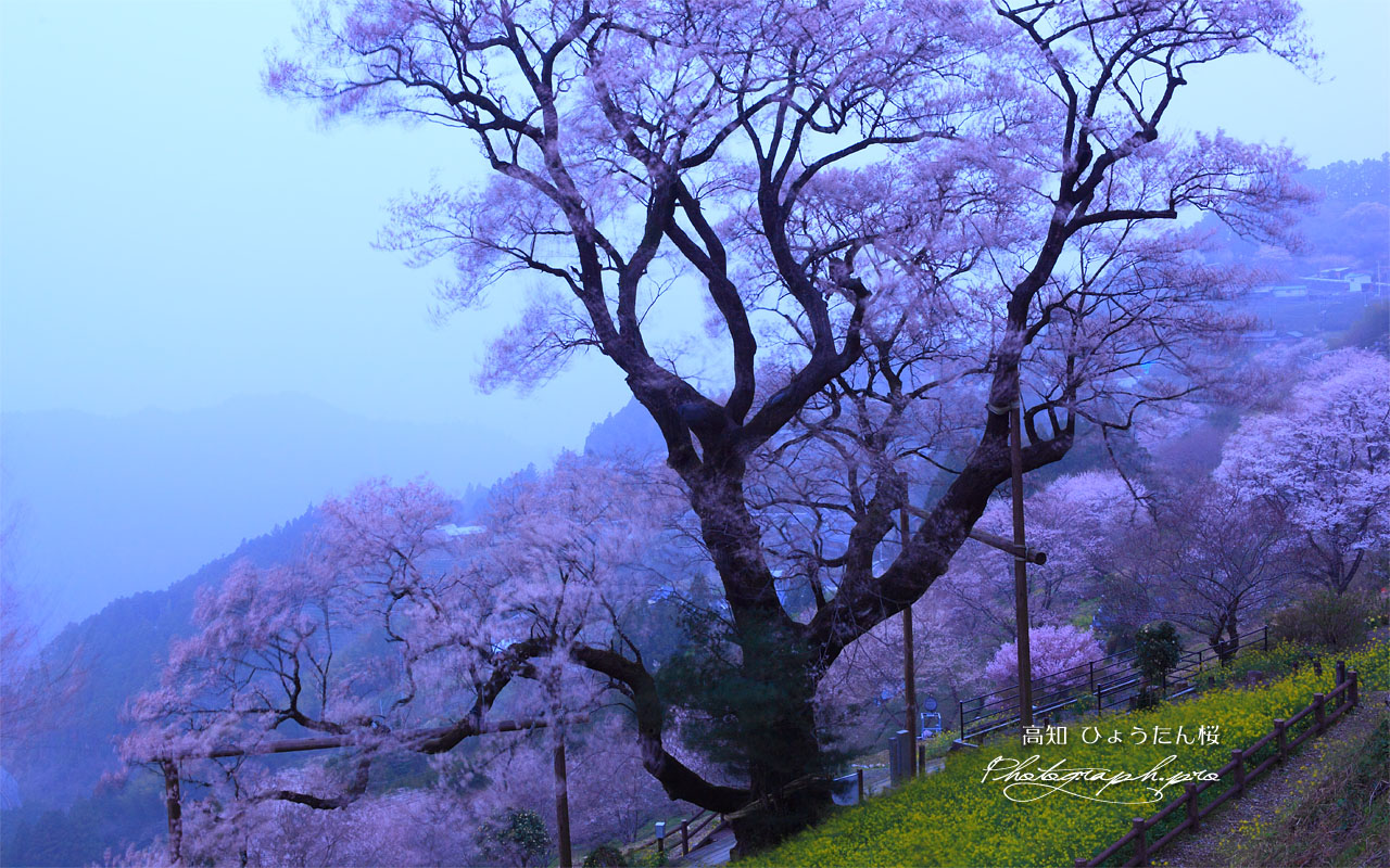 ひょうたん桜が黄砂で真っ白 壁紙