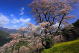 黄砂一過のひょうたん桜