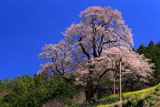 ひょうたん桜を下から見上げて