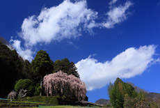 中越家のしだれ桜