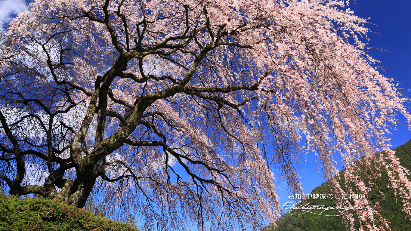 中越家の枝垂れ桜 壁紙