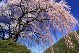 中越家の枝垂れ桜