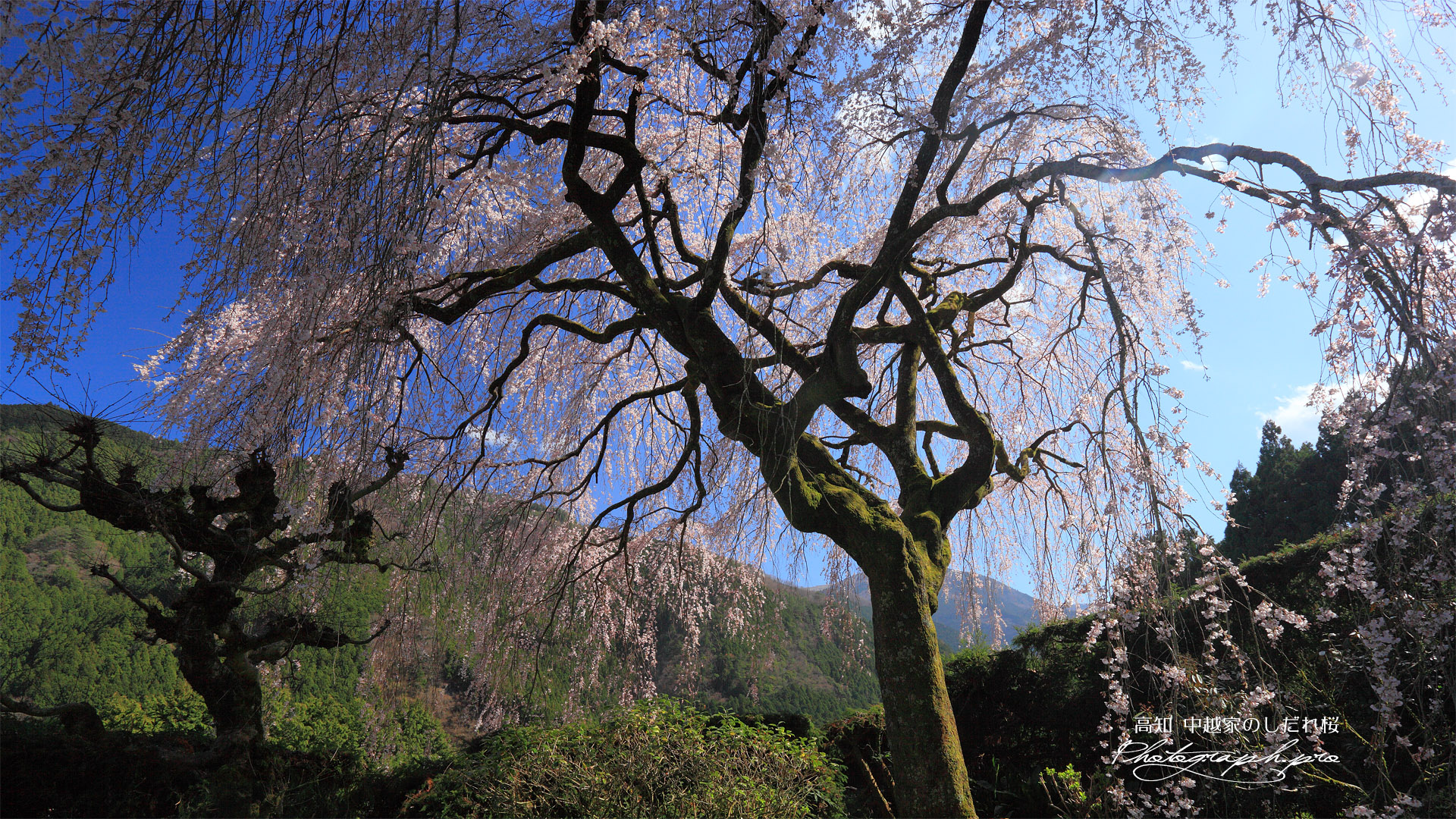 中越家の枝垂桜