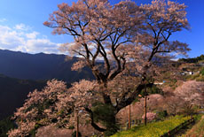 四国の桜