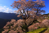 四国の桜
