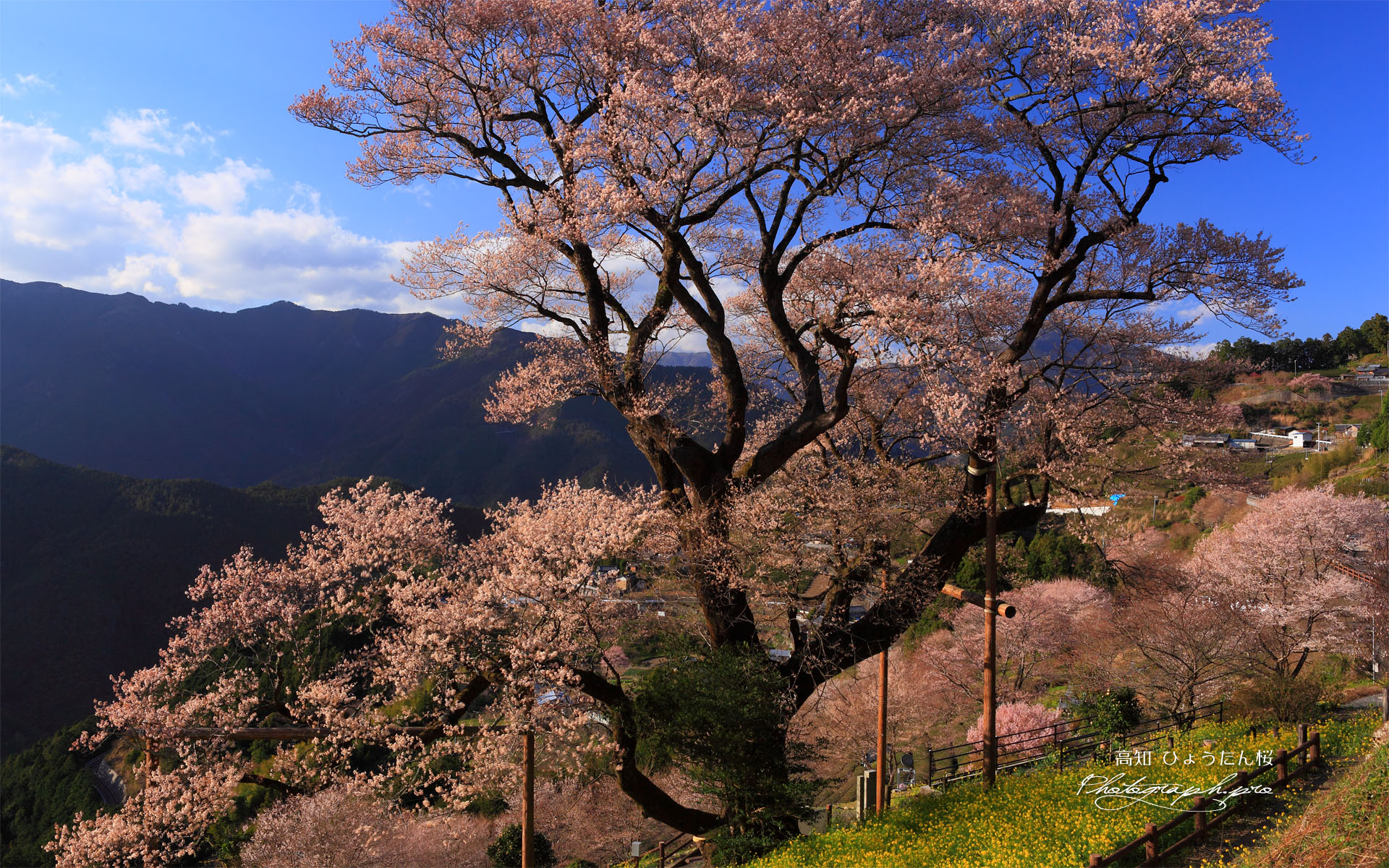 ひょうたん桜 四国の雄
