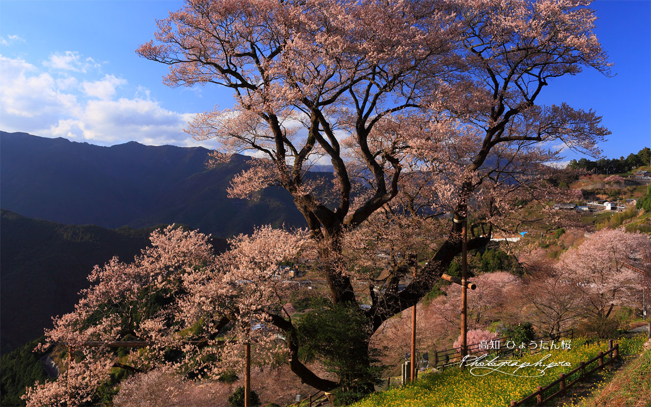 ひょうたん桜 四国の雄 壁紙