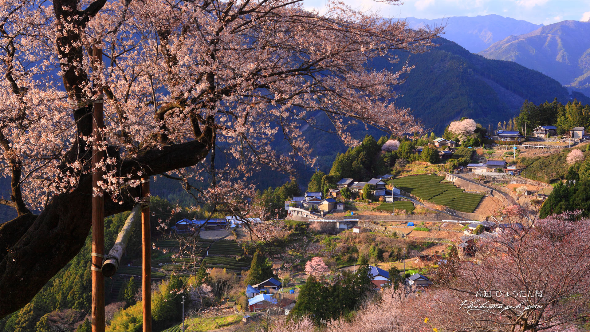 桜集落