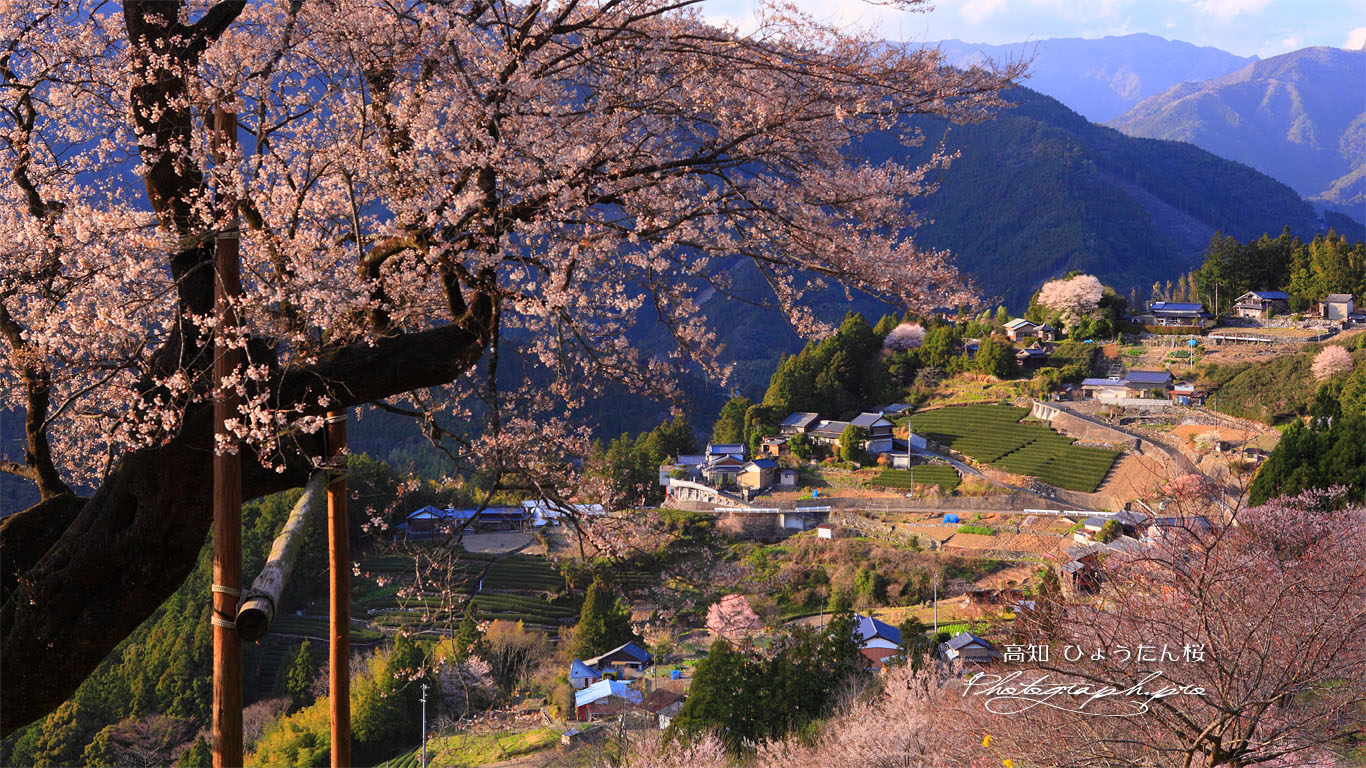 桜集落 壁紙