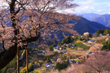 桜集落