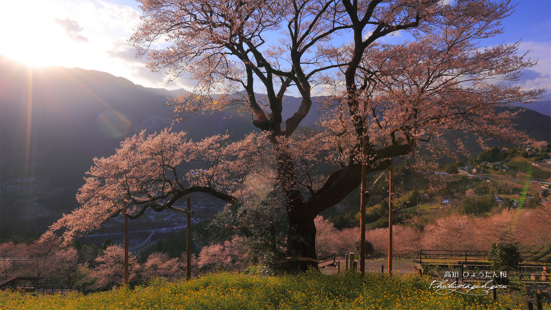 夕陽に照らされたひょうたん桜
