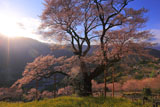 夕陽に照らされたひょうたん桜