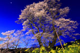 ひょうたん桜ライトアップ