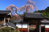 法蓮寺のシダレザクラ