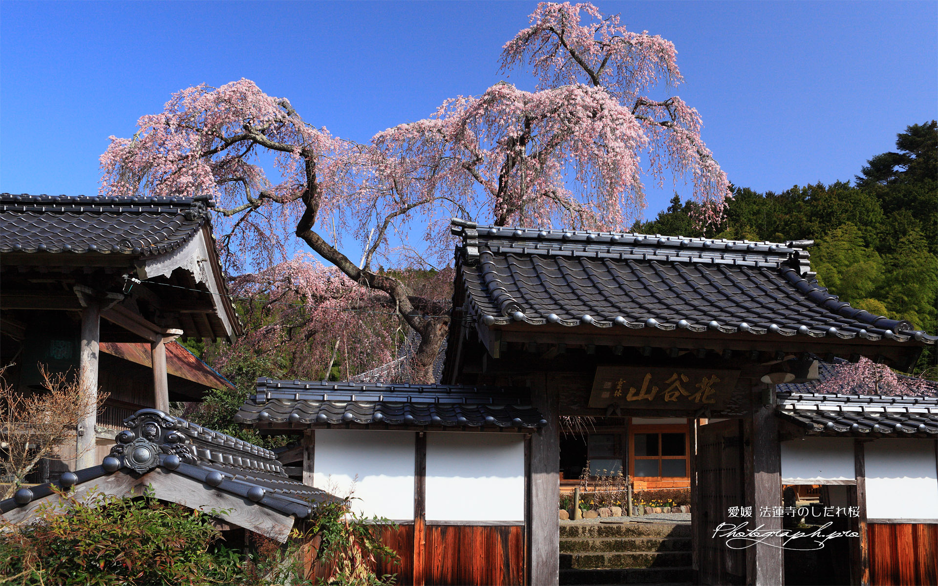 法蓮寺のシダレザクラ