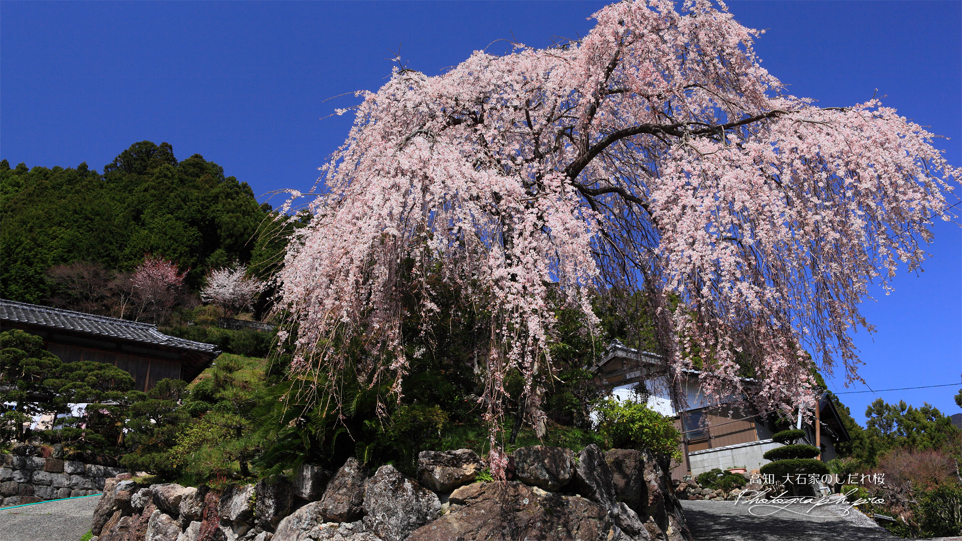 大石家のしだれ桜