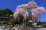 大石家のしだれ桜